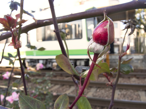 都電荒川線とバラのつぼみ